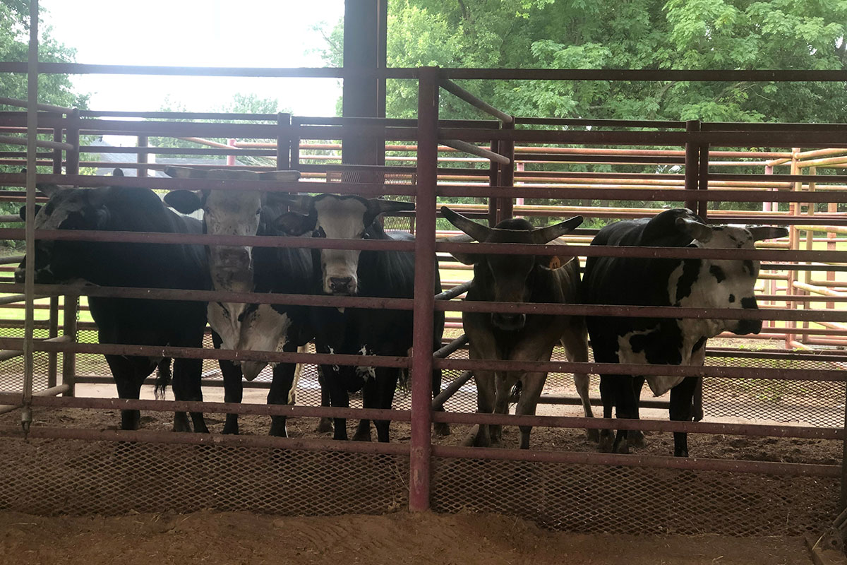 Bovine Vet in Bossier City North Louisiana Vet Center